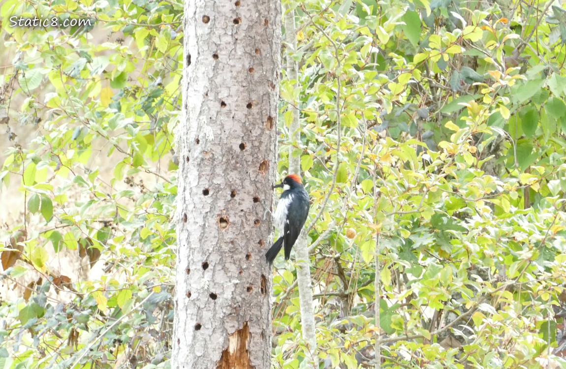 Acorn Woodpecker standing on a hole riddled snap