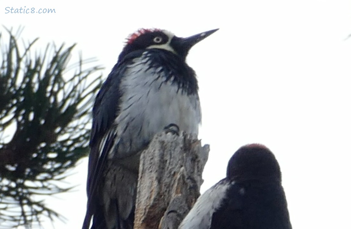 Acorn Woodpecker standing at the top of the snag
