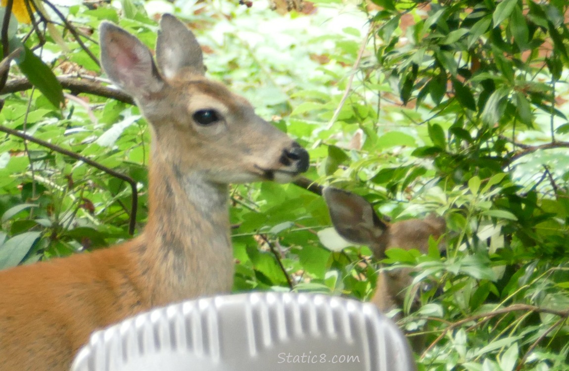 Deer and a smaller deer hidden behind leaves