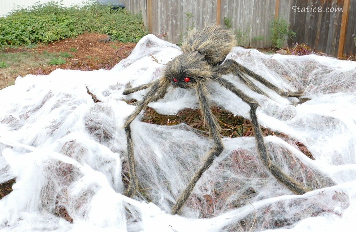 Halloween decoration, big hairy spider on a web draped bush