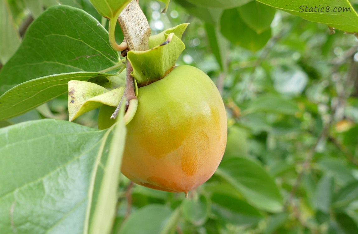 Persimmon fruit ripening on the tree