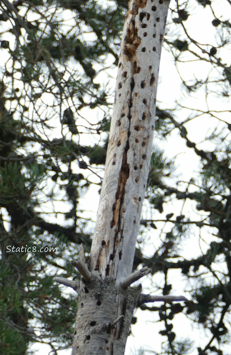 Snag with many woodpecker holes in it