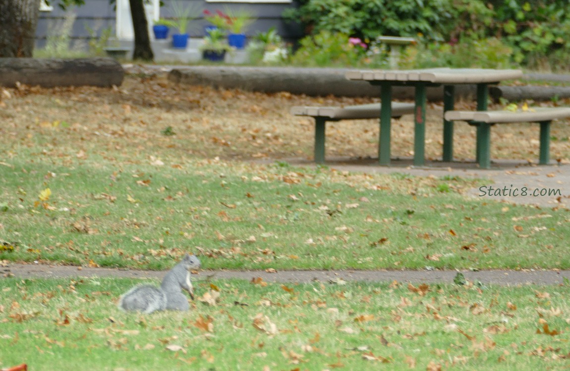 Western Grey Squirrel standing in the grass, a park picnic table in the background
