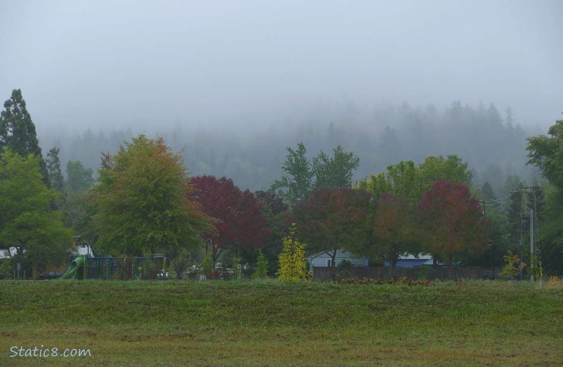 Trees with foggy hills in the background