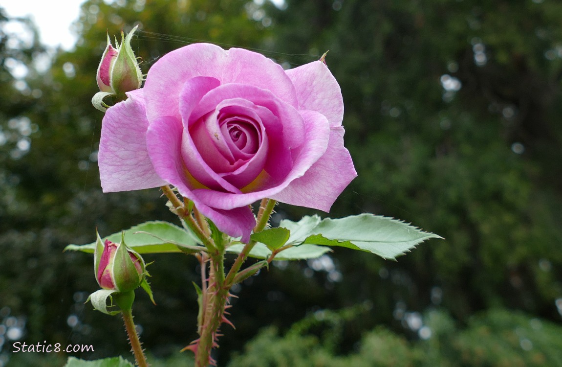pink Roses