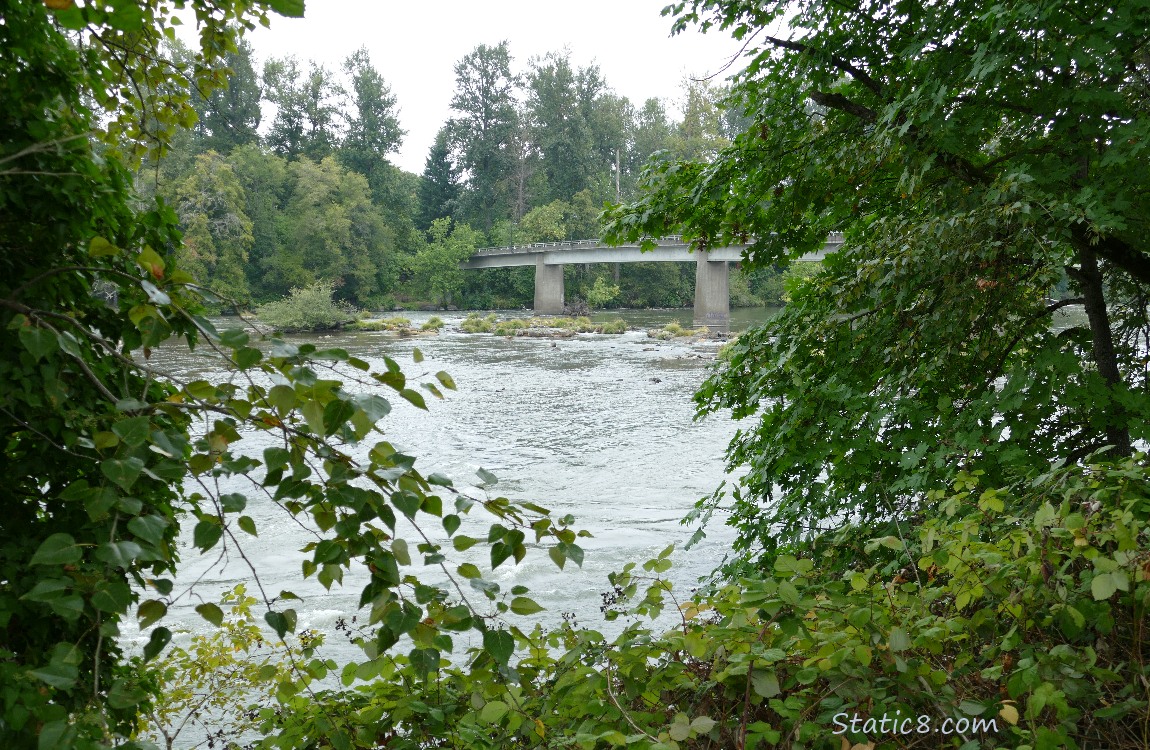Looking across the river at a bridge, which disappears into the forest on the other side