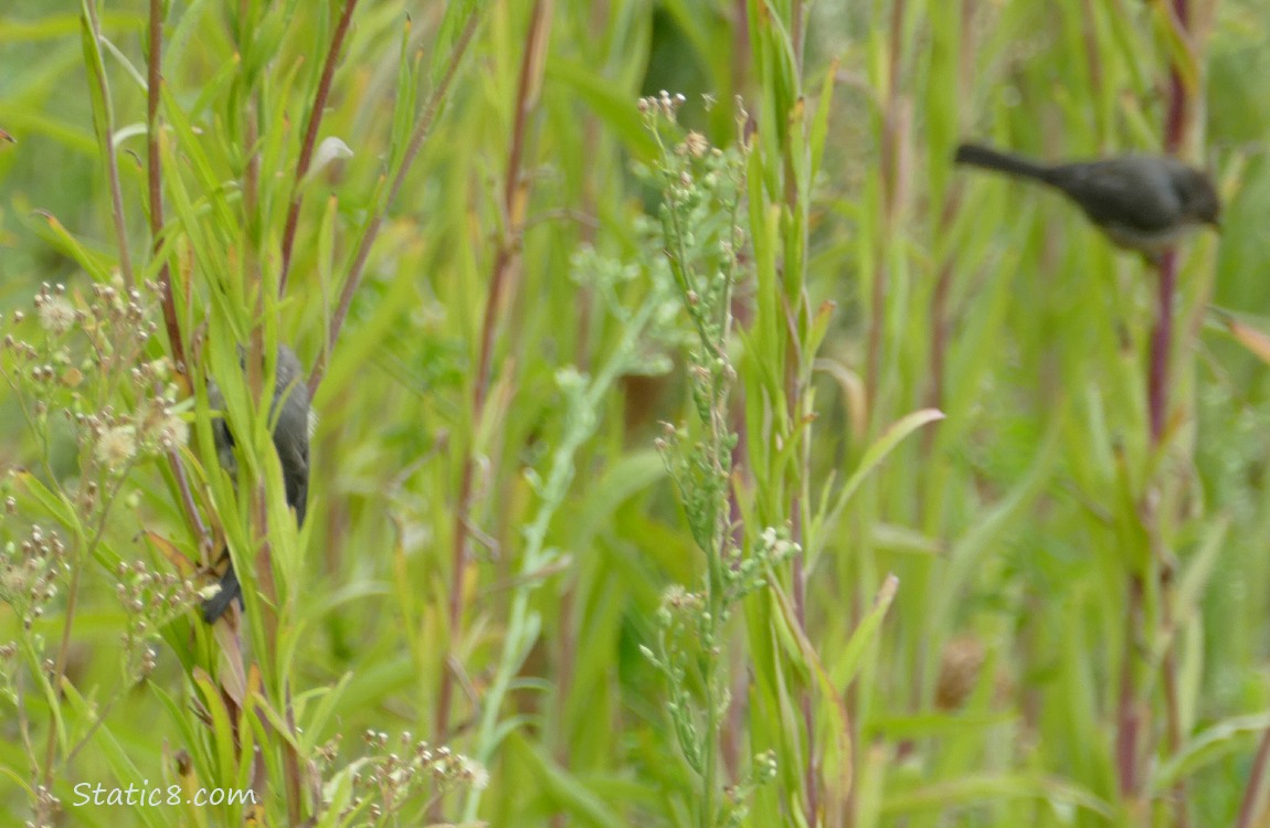 Grass mostly hiding some birds