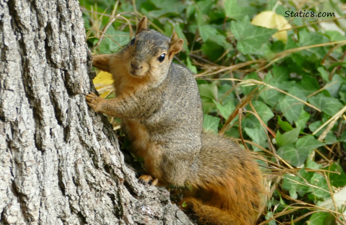 Squirrel standing next to a tree