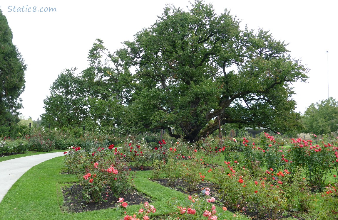 Rose Garden with Heritage Cherry tree