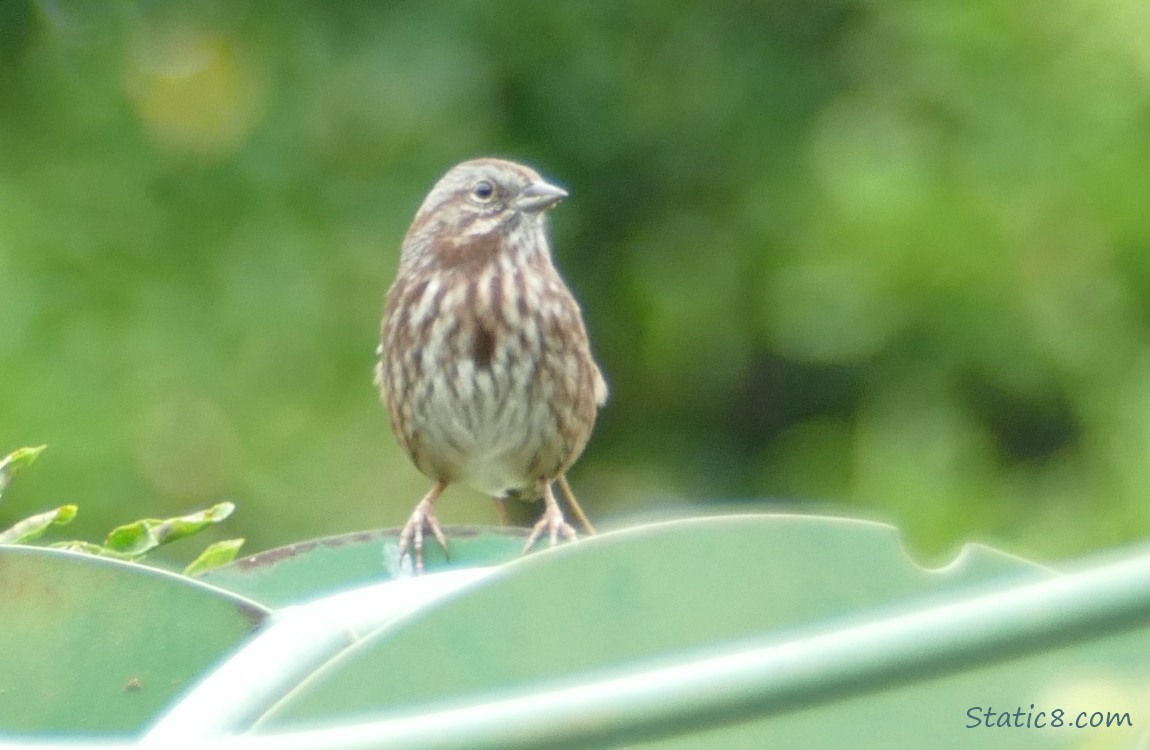 Song Sparrow standing on a green structure