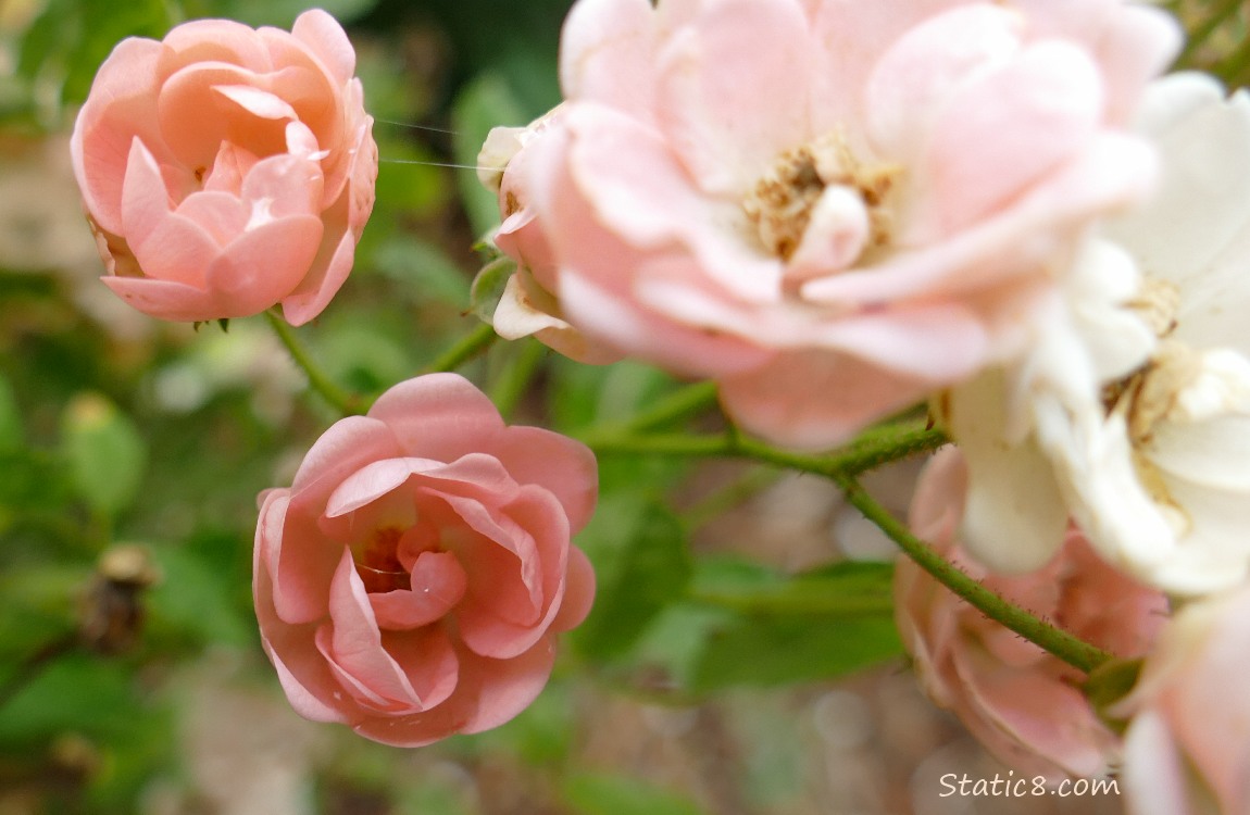 Pink rose blooms