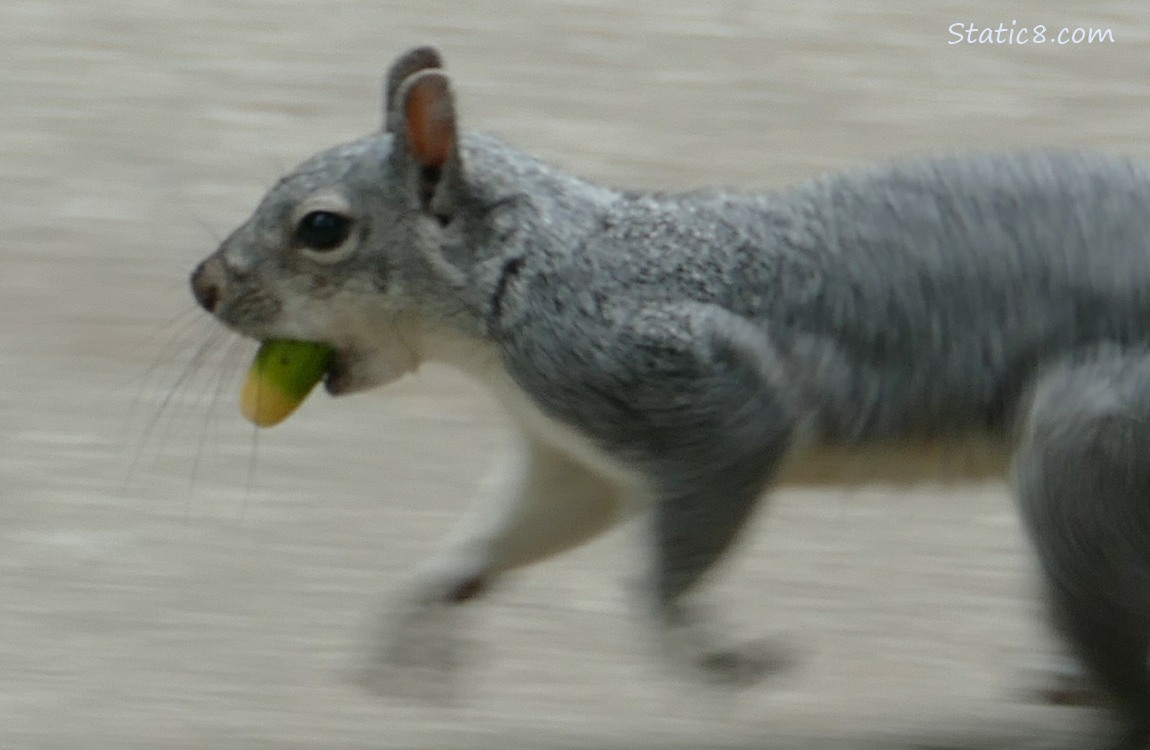 Squirrel runs across the path with an acorn in her mouth