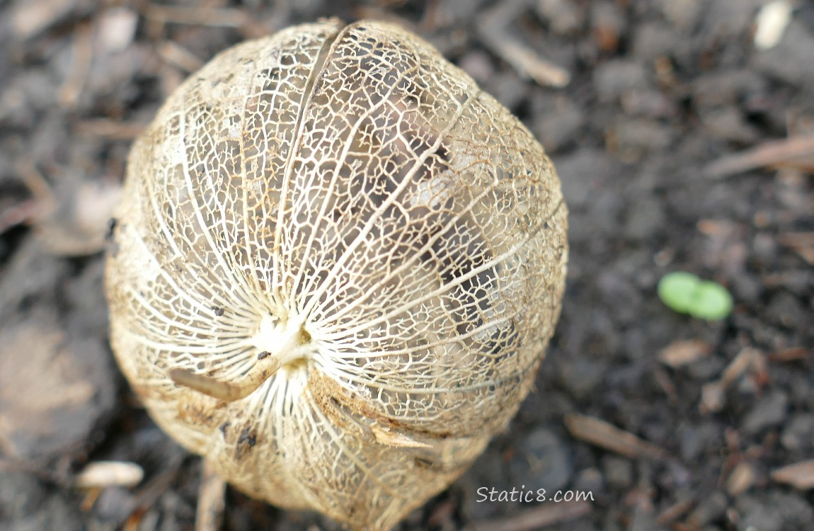 Tomatillo husk