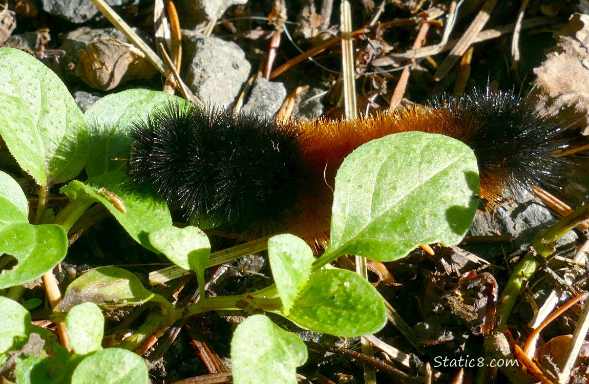 Woolly Bear standing next to some seedlings