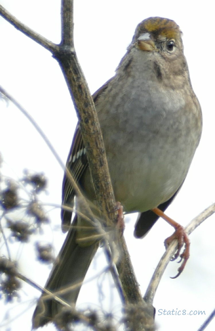 Golden Crown Sparrow standing in a dead Cow Parsnip plant