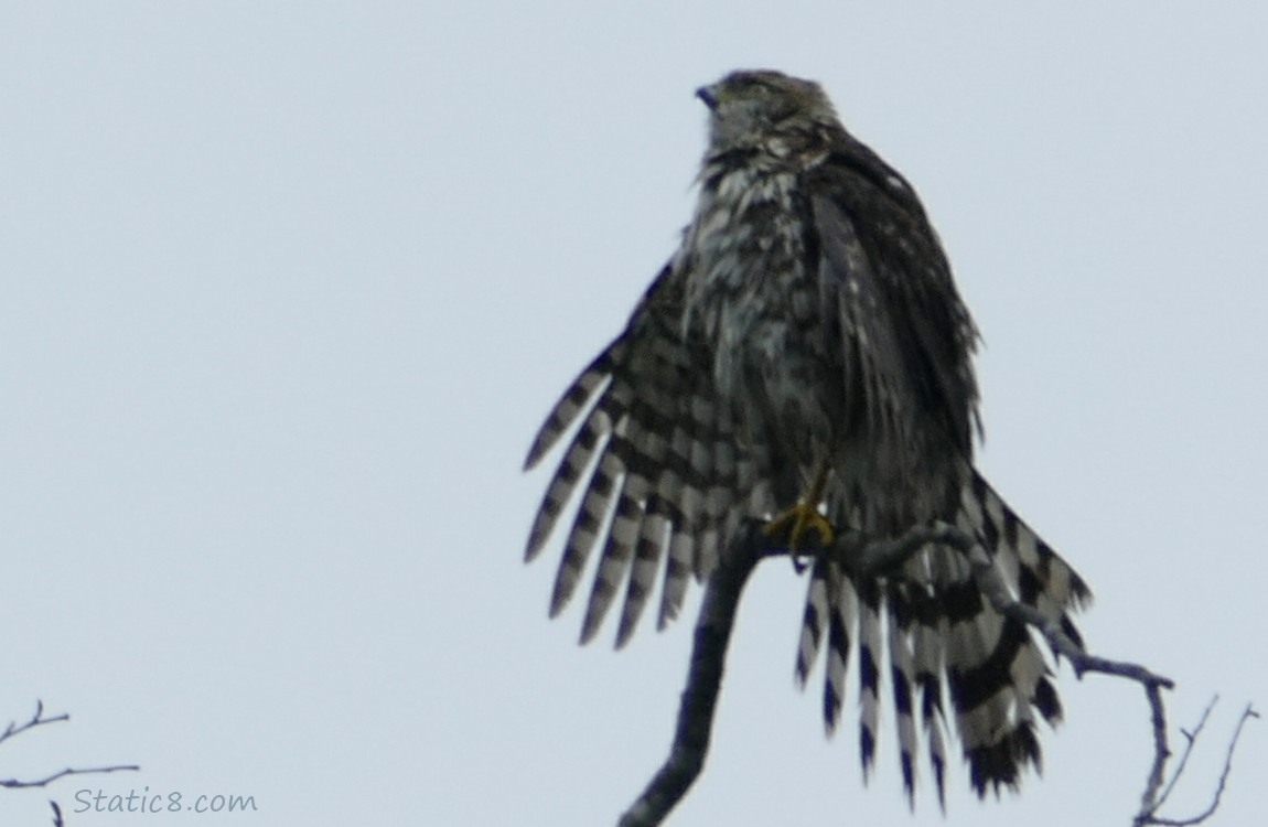 Hawk standing on a snag, holding all their feathers out