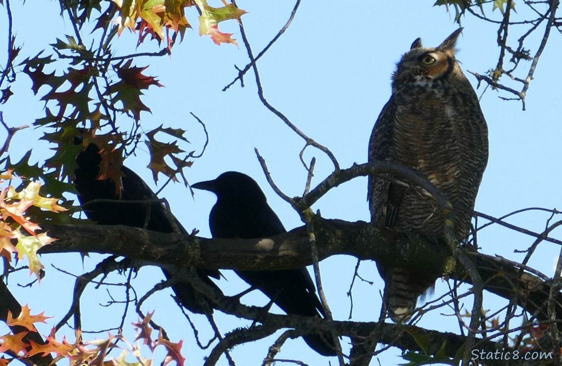 two crows, in silhouette, and an owl