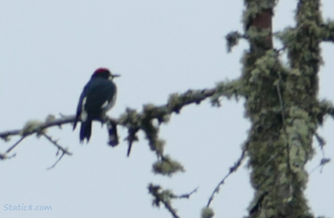 Blurry Acorn Woodpecker standing on a dead branch