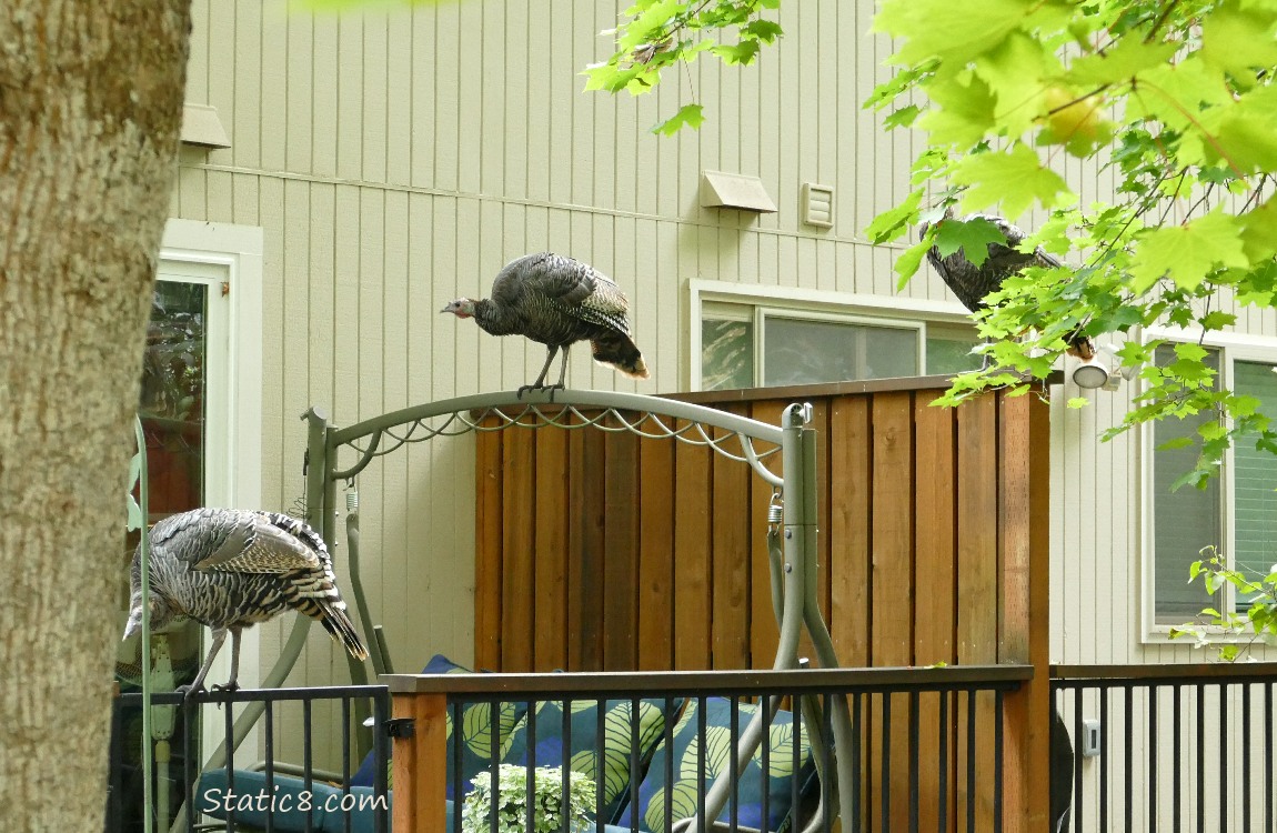 Turkeys standing on patio furnature