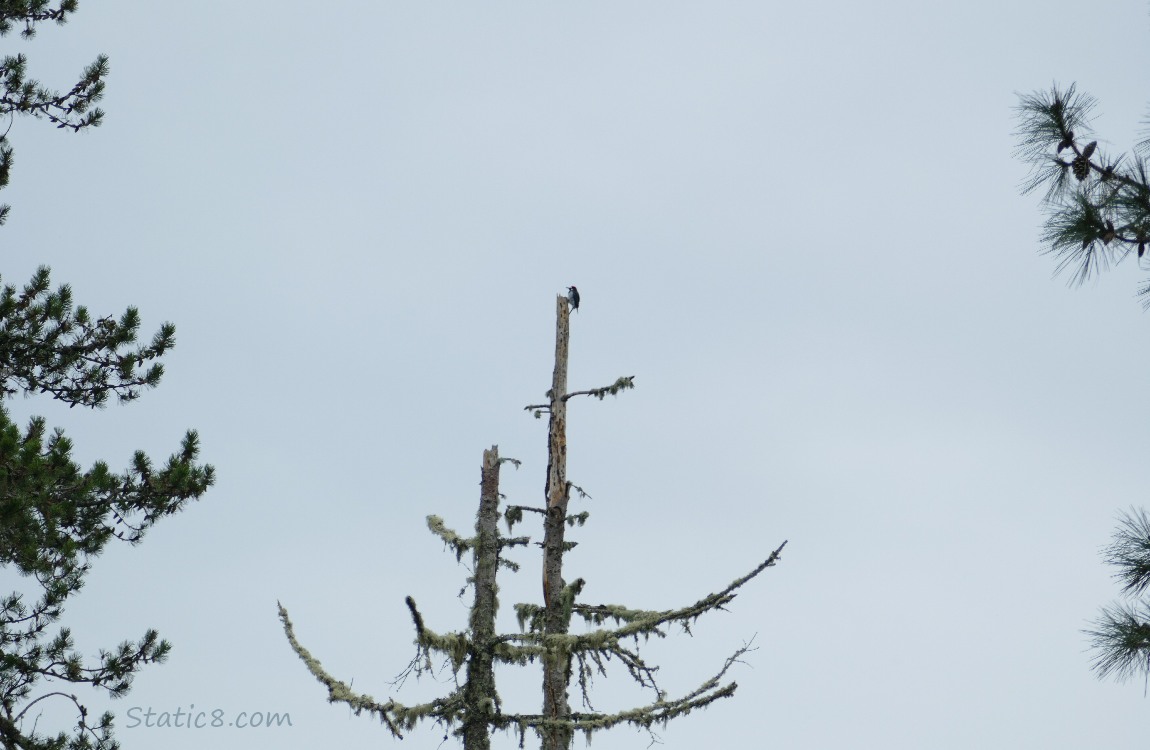Woodpecker at the top of a far away snag