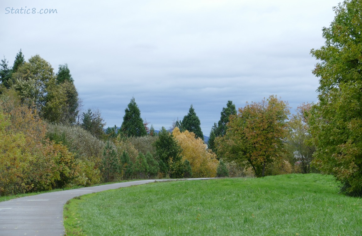 Trees along the bike path