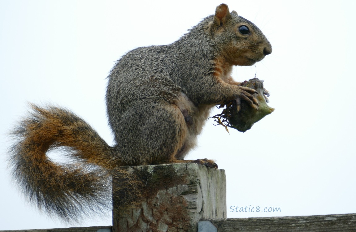 Eastern Fox Squirrel standing on a wood post, holding a small sunflower head in her hands