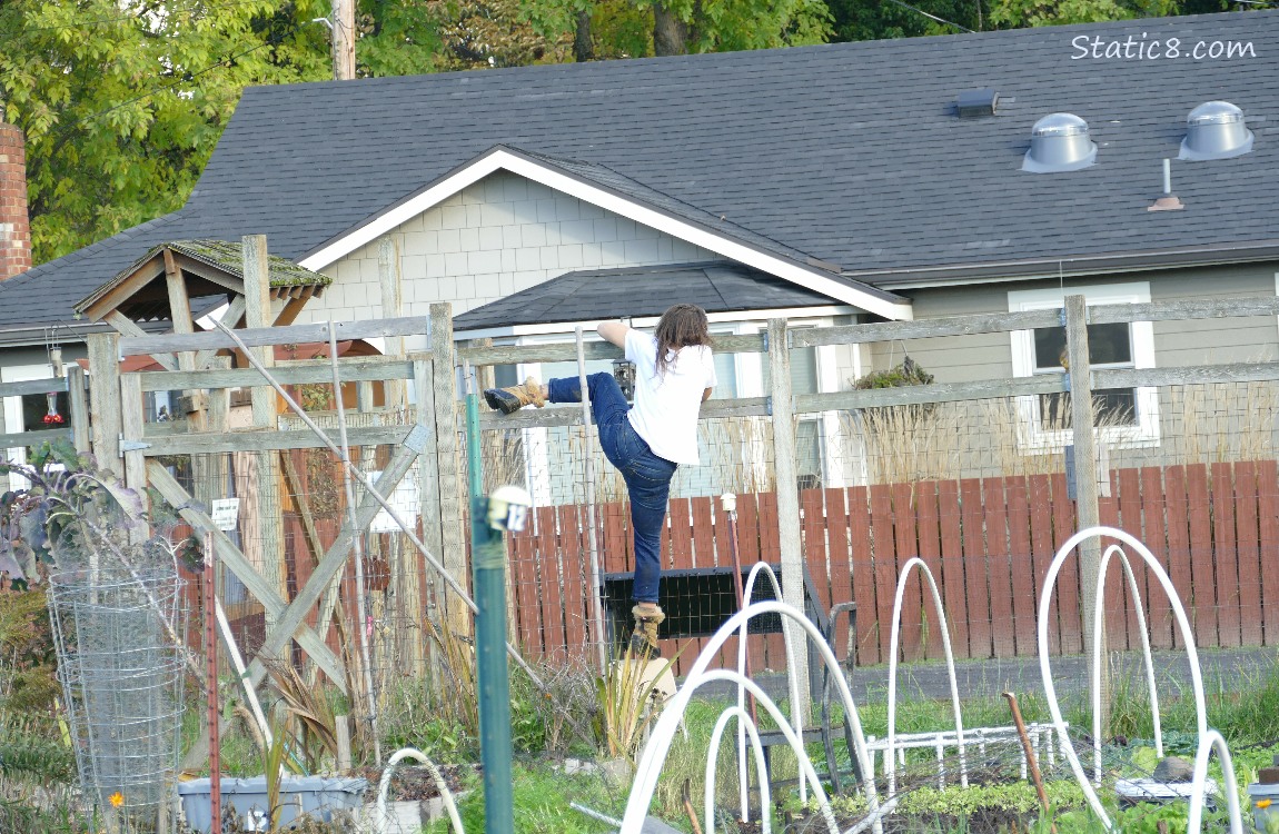 Woman climbing over the Community Garden fence