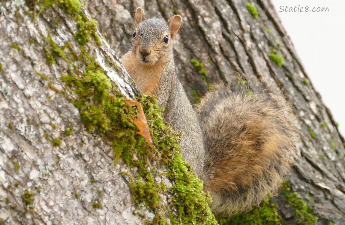 Eastern Fox Squirrel standing on the side of a tree trunk