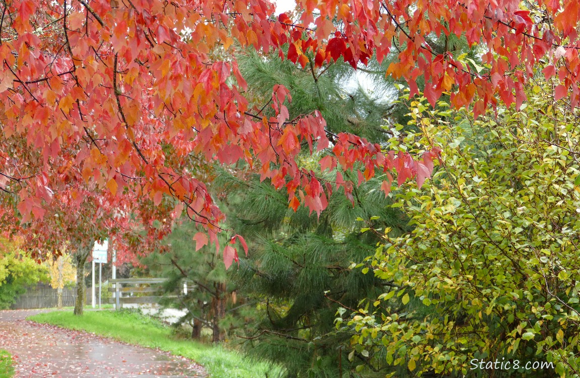Autumn Red Maple over the bike path