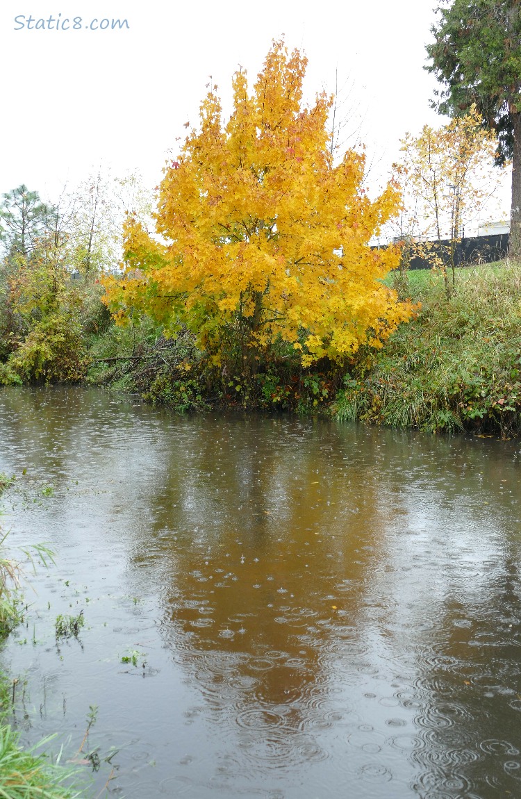 Autumn yellow tree on the other side of the creek, rain drops in the water
