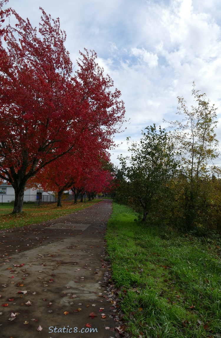 Red Maples, showing their autumn colour, on the bike path