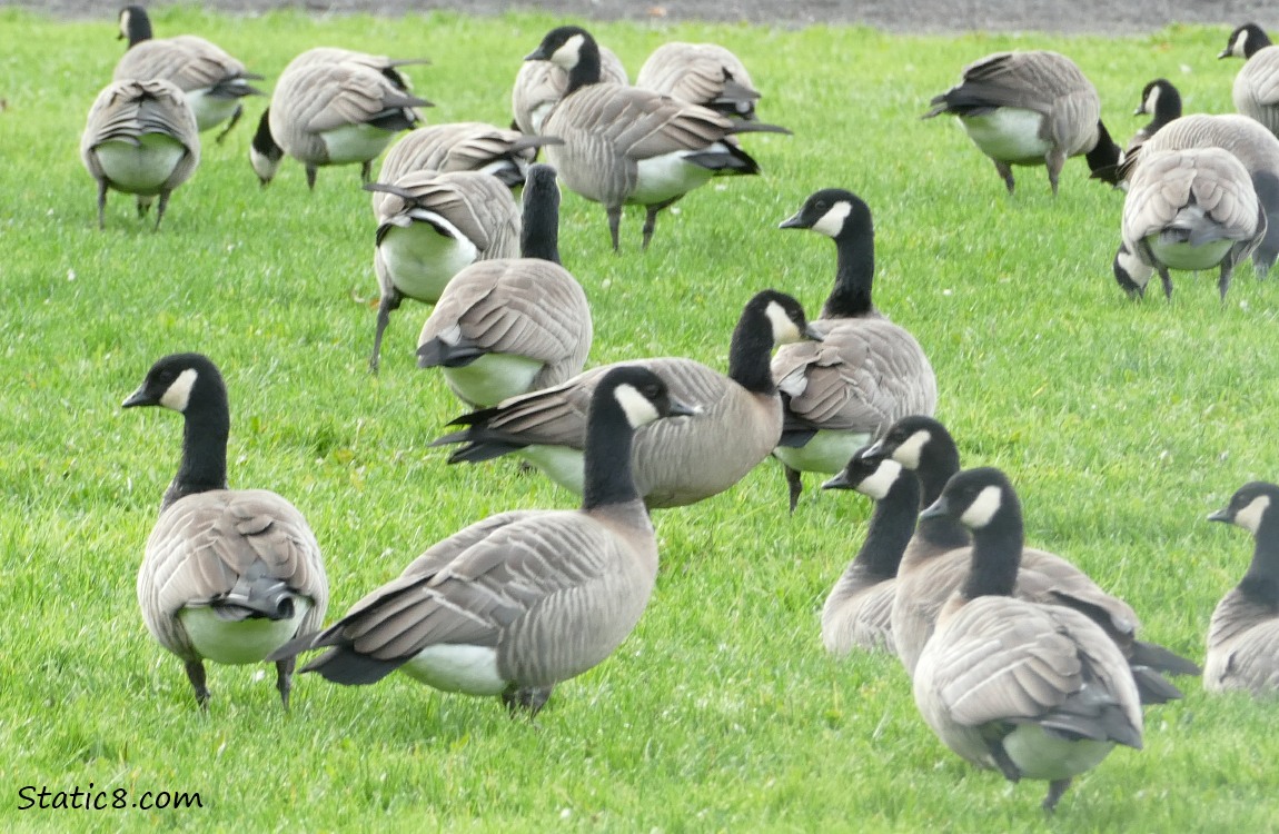 Cackling Geese standing on the grass