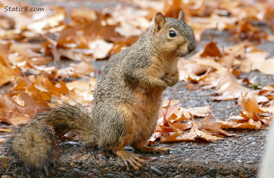 Eastern Fox Squirrel standing on the ground, surrounded by fallen autumn leaves