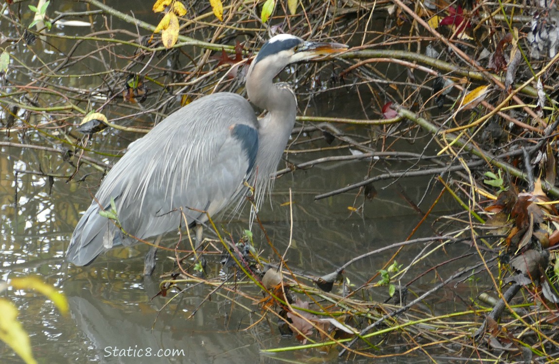 Great Blue Heron standing in the water, staring at the bank