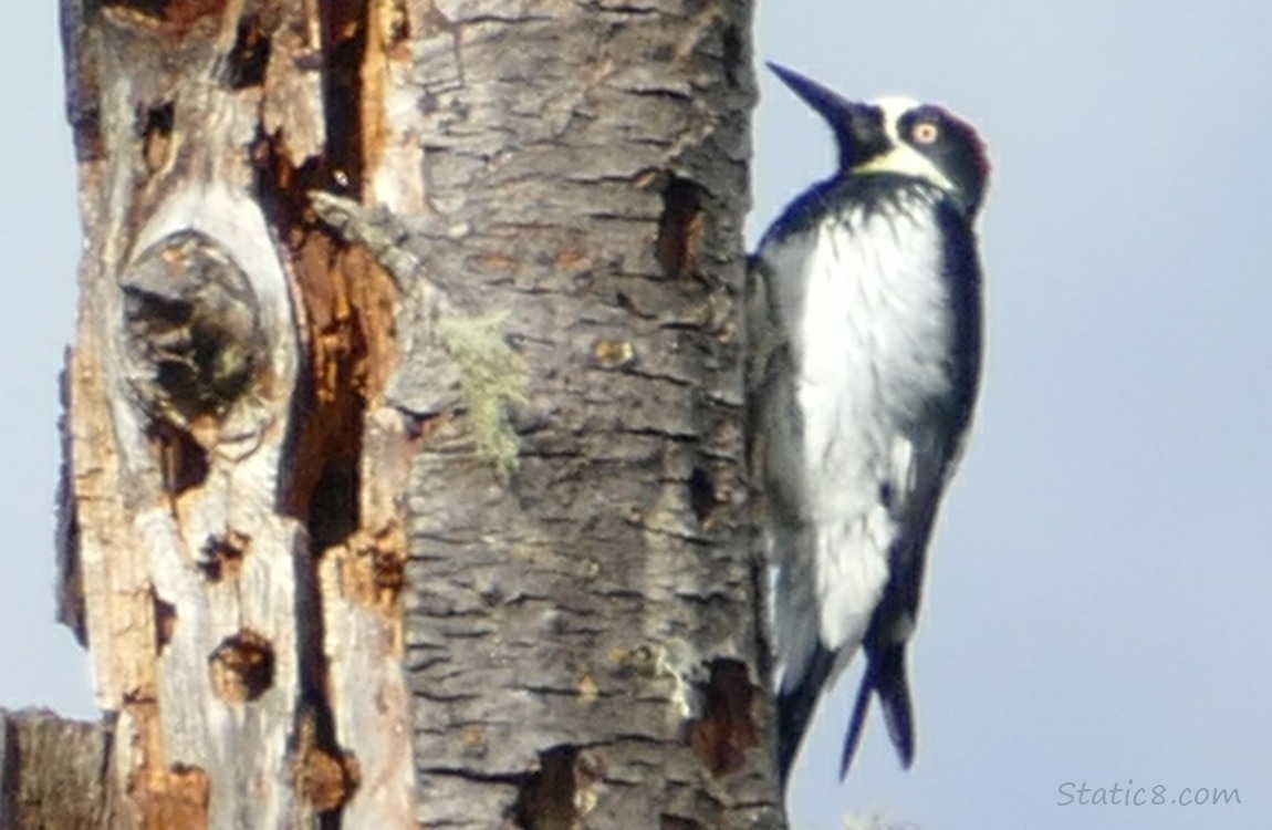 Acorn Woodpecker standing on the side of a snag