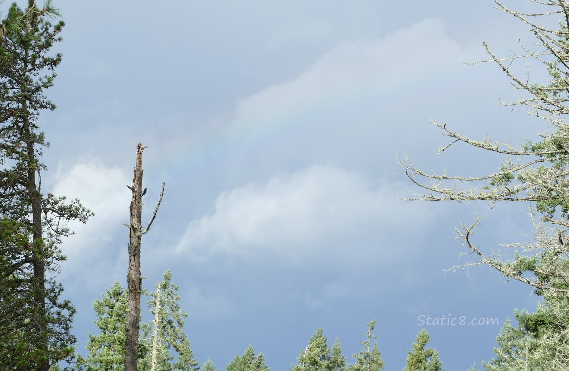 Faint rainbow in the sky with some pine trees and a snag