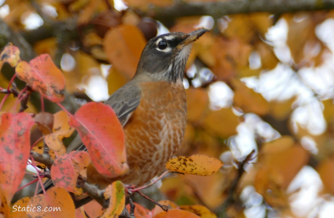 American Robin standing on a branch, surrounded by autumn leaves