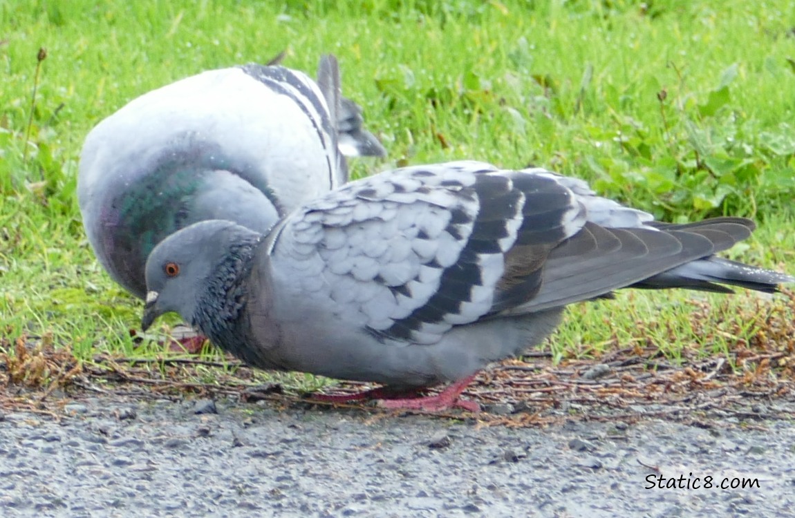 Rock Doves standing on the ground