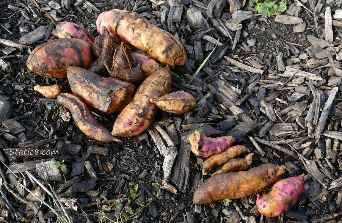Sweet Potatoes gathered
