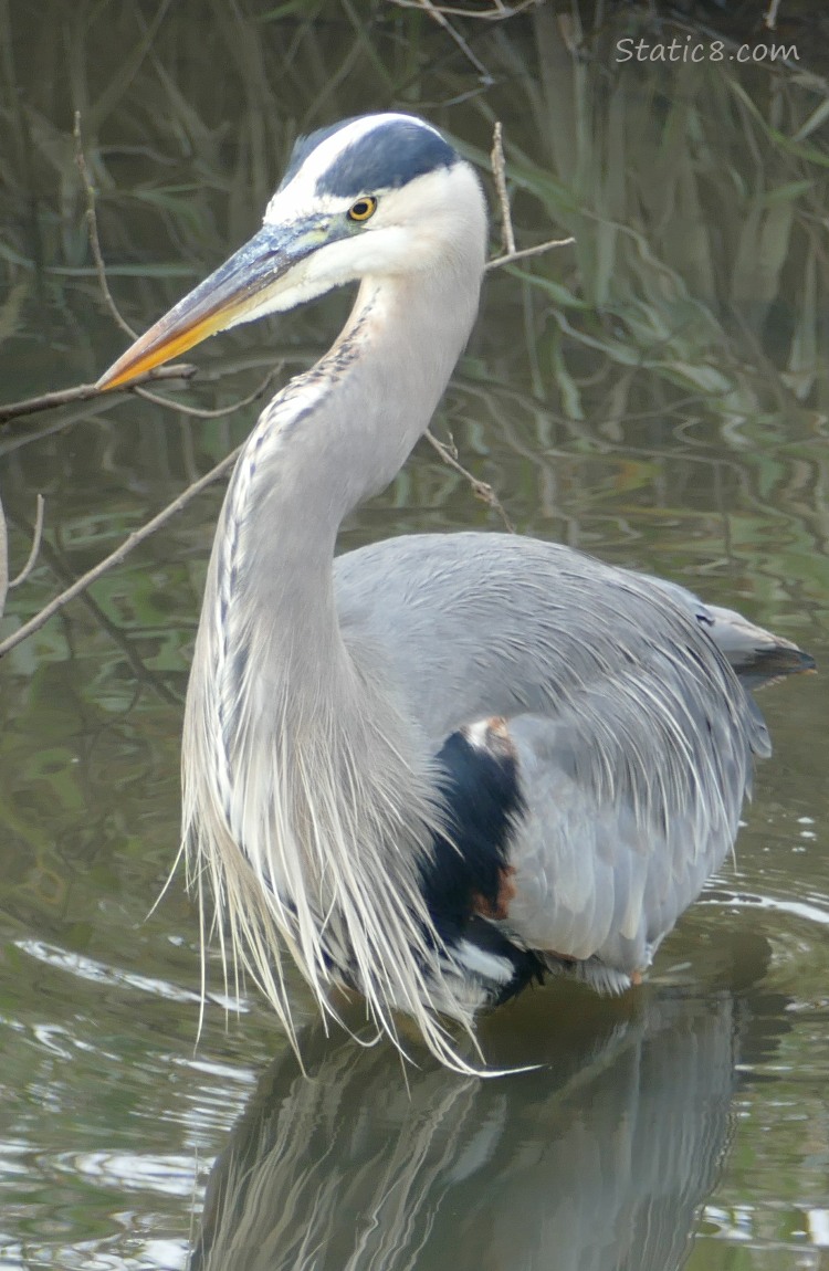 Great Blue Heron in the water