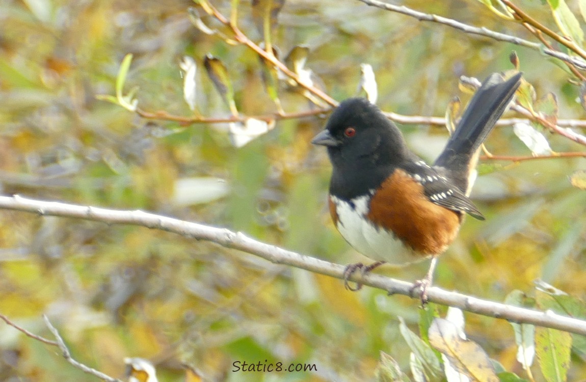Spotted Towhee standing on a stick