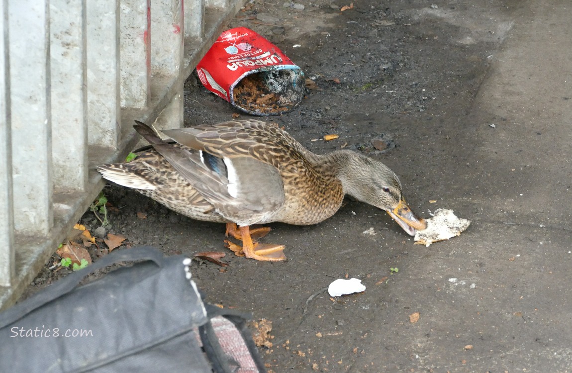 Female Mallard eating bread on the path