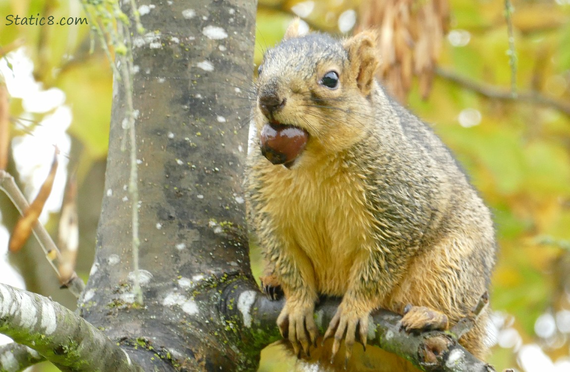 Squirrel standing on a branch, holding an acorn in his mouth