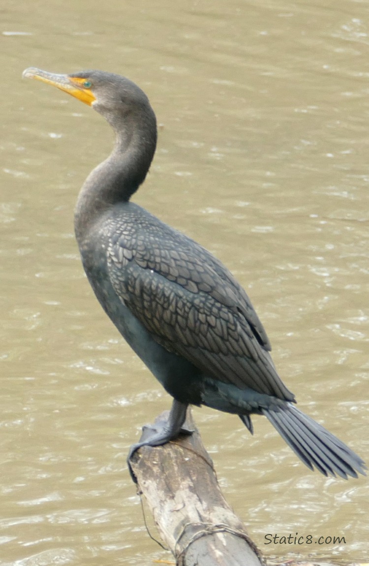 Cormorant standing on a log in the water
