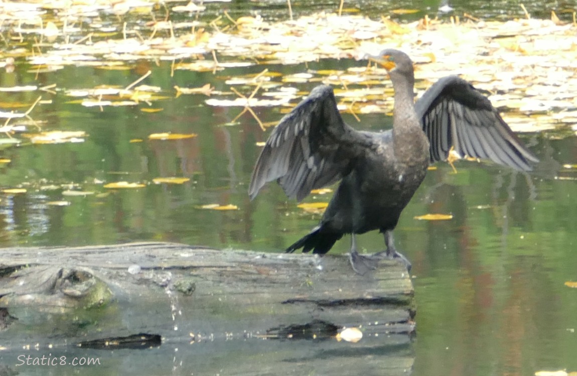 Cormorant standing on a log in the water, with wings spread out to dry