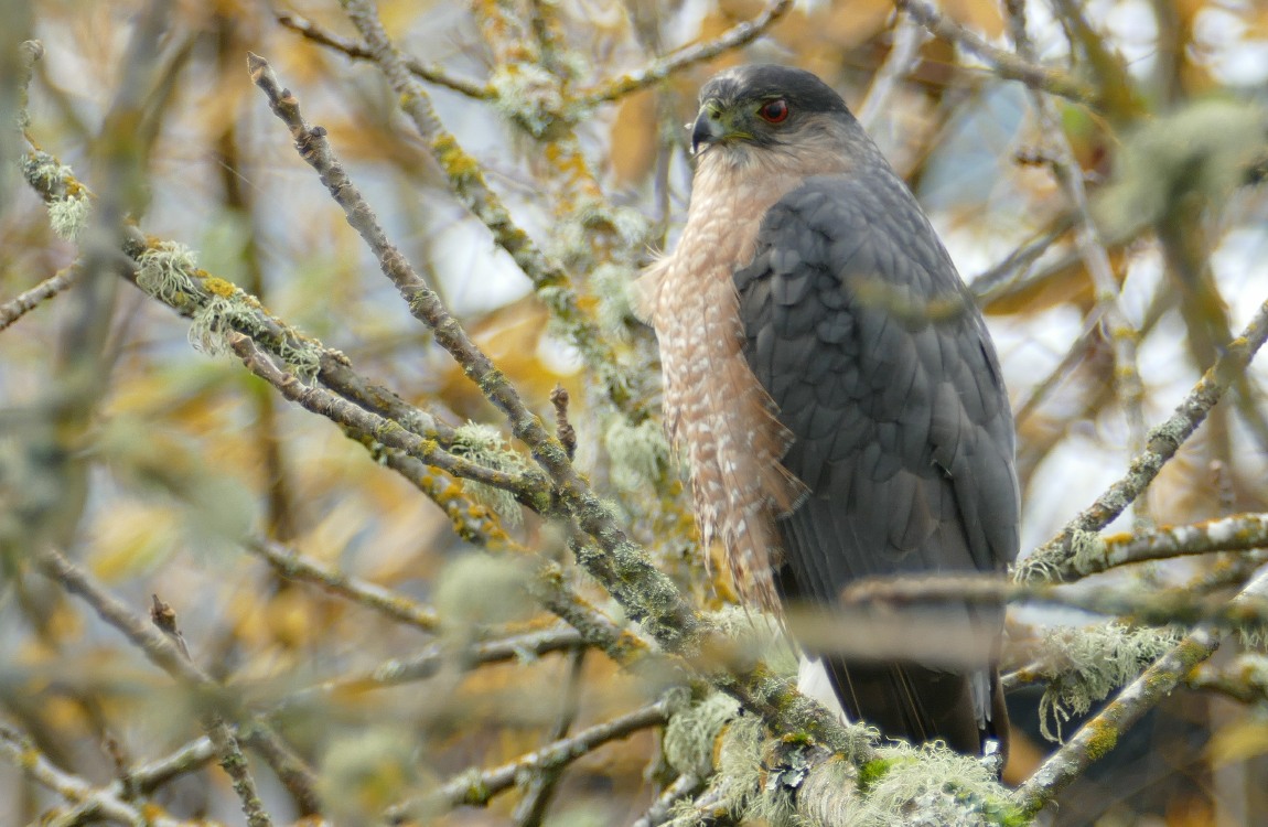 Cooper Hawk standing on a stick, surrounded by mossy twigs