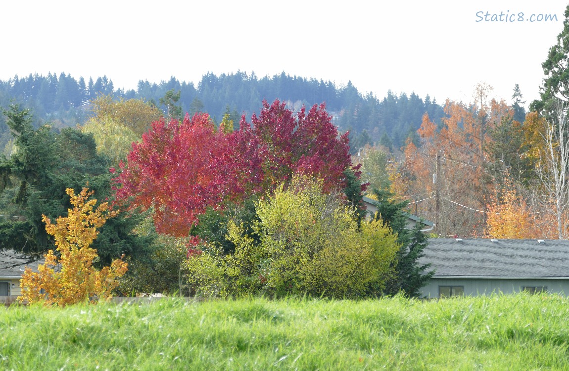 Autumn trees