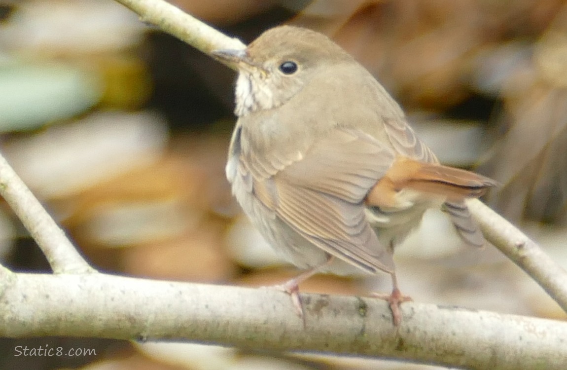 Brown bird standing on a branch