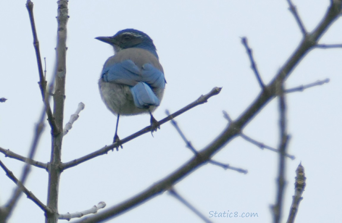 Scrub Jay standing on a twig, looking back