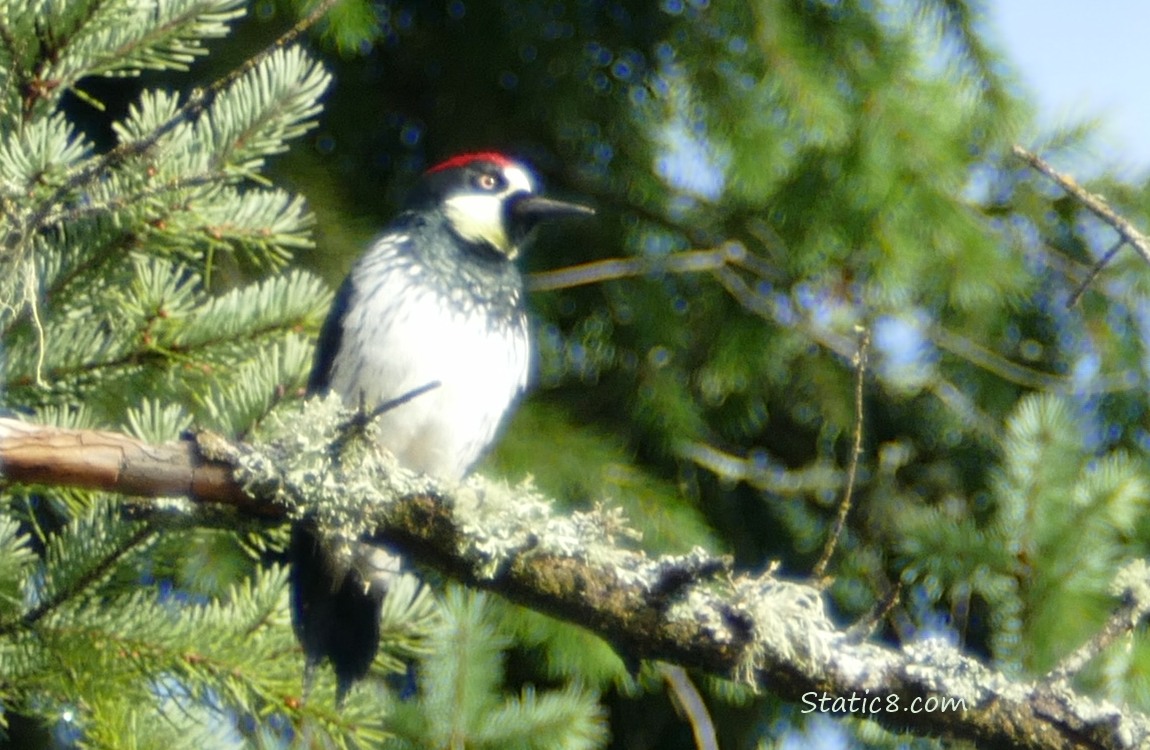 Acorn Woodpecker standing on a branch, with green fir in the background